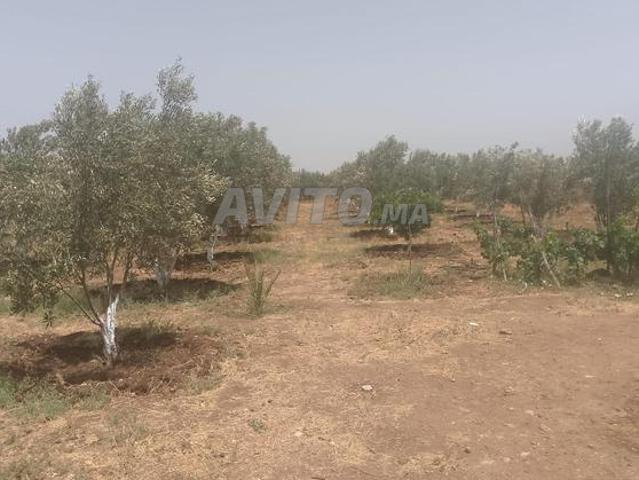 دار بماء ليها فها وضو ثيثر فونسي فيه غرس جيوسكن