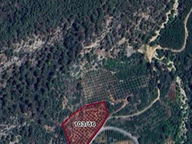 DAĞBAKAN EMLAKTAN ÇAMLIYAYLA KÖRMENLİKTE SATILIK HURMA BAHÇESİ