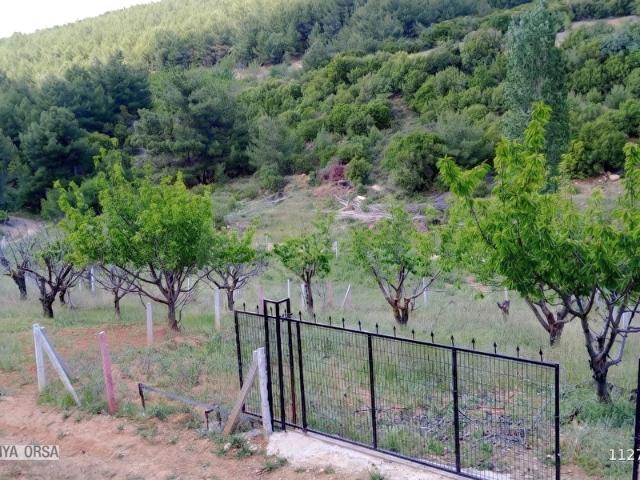 Damlacık'ta Hazır Kurulu, Çitli Ve Kiraz Ağaçlı 300 M Bahçe