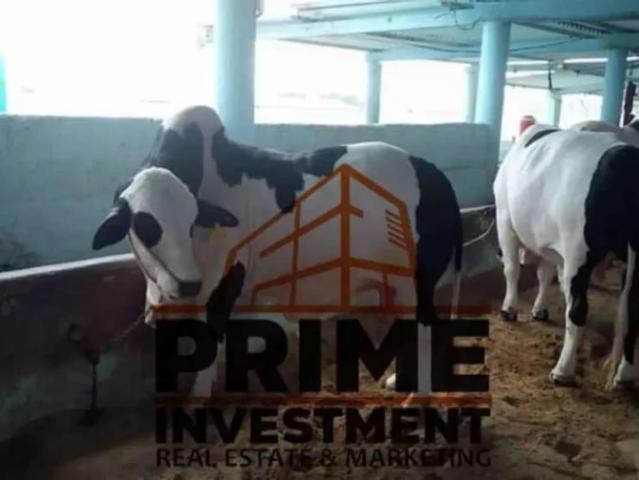 Dairy Cattle Karachi Gadap Town ID 23176