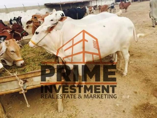 Dairy Farm Karachi Gadap Town ID 23185