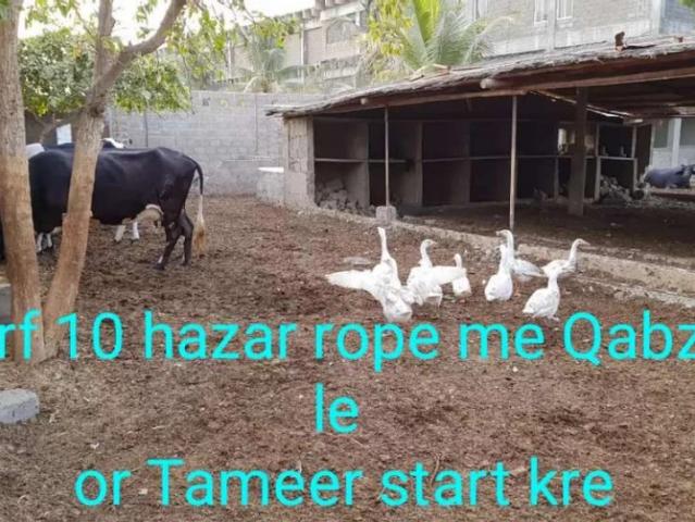 Dairy Farm Karachi Gadap Town ID 31842