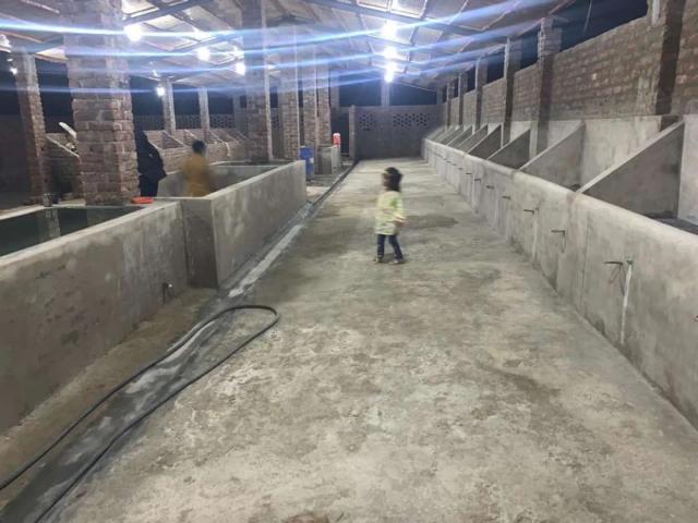 Dairy Farm shade for 40 50 buffalos Hyderabad ID 23645