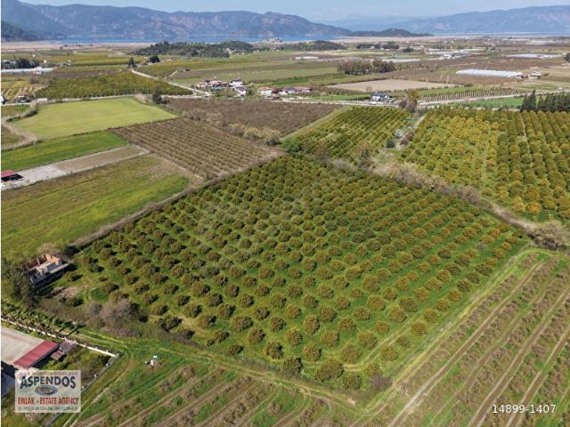 Dalyan Merkeze Yakın 17.550M2 Satılık BağBahçe