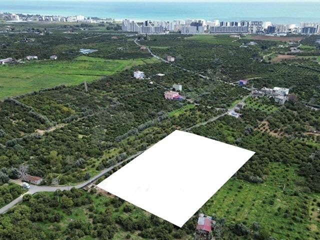 DAP QUALİTY'DEN TÖMÜK'TE İMARA YAKIN 7000m2 AVAKADO BAHÇESİ