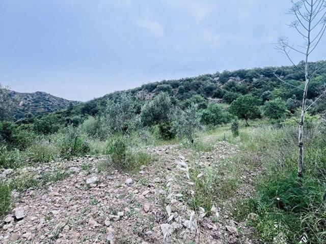 DATÇA TURYAP FİDAN DAN HIZIRŞAH İNÖNÜ MEVKİSİ YATIRIMLIK TARLA