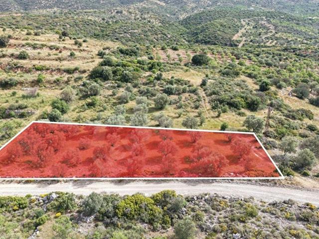 Datça Yazı'da Satılık 1.282m Zeytinlik Yatırımlık
