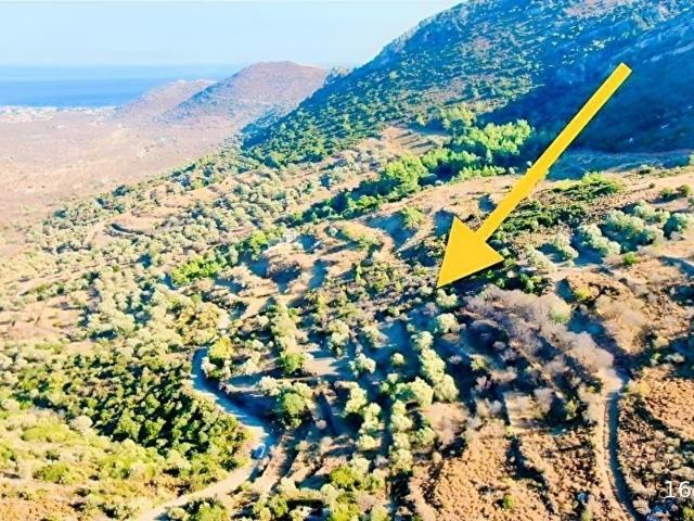 DATÇA CUMALI'DA DENİZ MANZARALI 11673 M2 BADEMLİK & ZEYTİNLİK