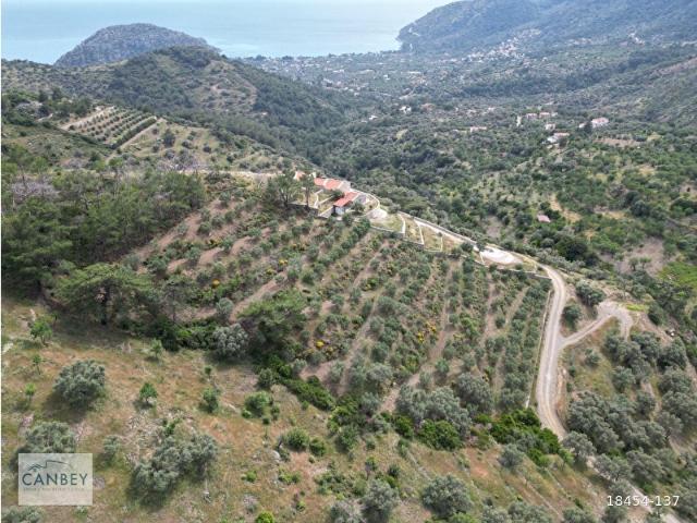 Datça Mesudiye Mezgit'te deniz manzaralı 5.977 m2 zeytinlik