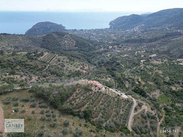 Datça Mesudiye Mezgit'te deniz manzaralı 5.977 m2 zeytinlik