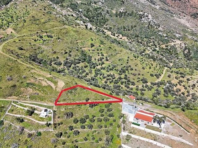 DATÇA MESUDİYE'DE DENİZ MANZARALI FIRSAT ZEYTİNLİK