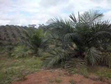 De oportunidad! regalo palma africana de 40 hectareas
