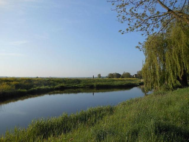 de Schoener 1