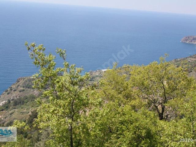 DENİZ MANZARALI SATILIK TARLA ZEYTİNADA 457 M2