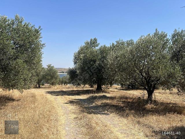 DENİZE SIFIR, YAT LİMANINA KOMŞU SATILIK 4.536 M2 TARLA