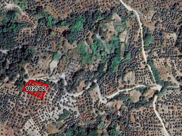 Denizovada Yatırımlık Fırsat: Kadastral Yollu, Yetişkin Zeytinl