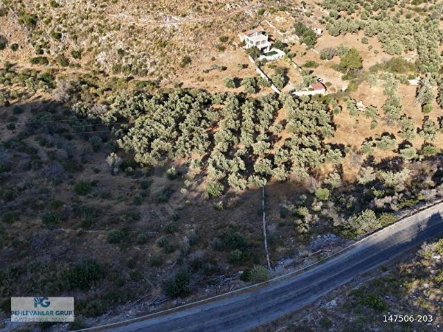 Denize Yakın 852m Zeytinlik Milas Gökbel Fesliğenbükü