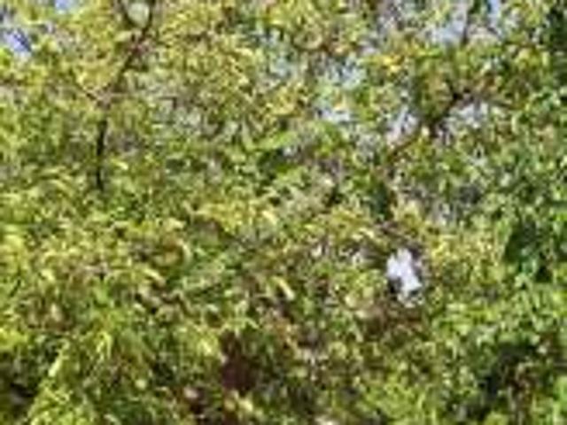 Denizli Çal Akkentte Satılık 1873M2 Satılık Tarla