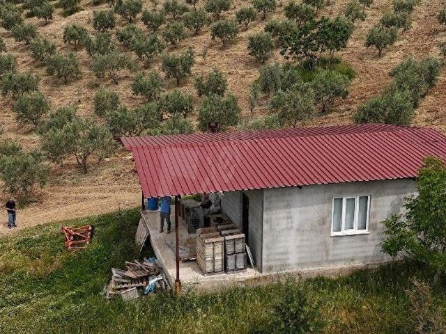 Denizli Babadağ Oğuzlar 41.500 Zeytinlik ve Tarla