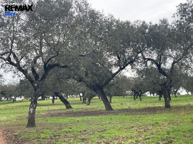 Dehesa Extremeña en Jerez de los Caballeros