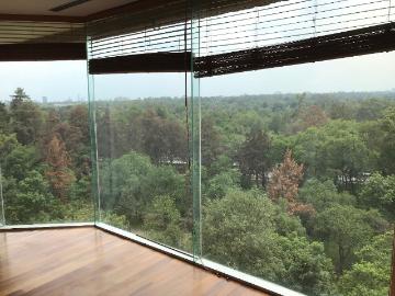 departamento renta campos elíseos
