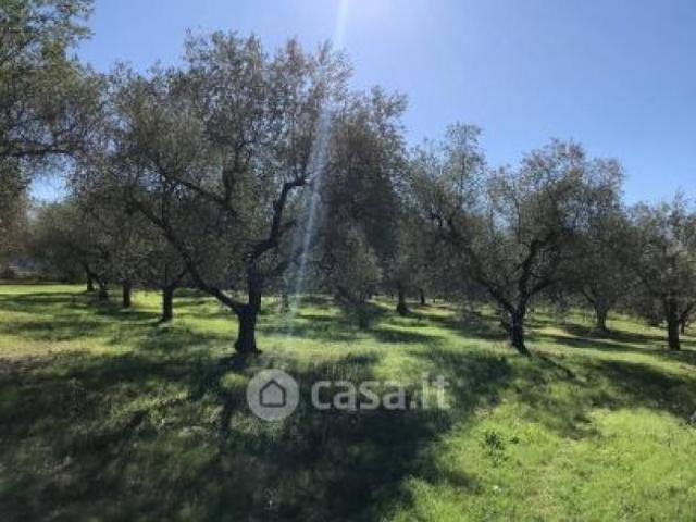 Deruta vendesi terreno agricolo 6000 Mq
