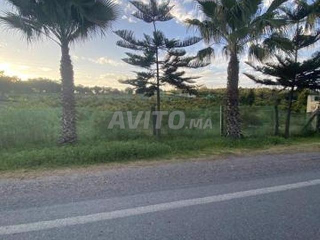 Deux hectares à vendre plantés d'avocats