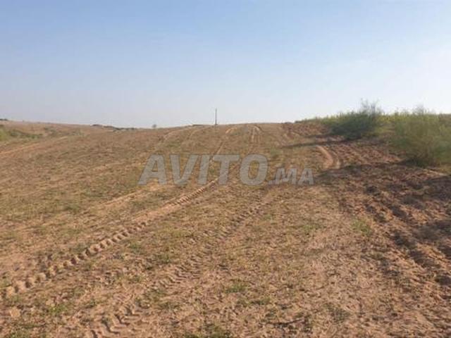 Deux hectares et 6000 mètres titrés près de Bahraoui