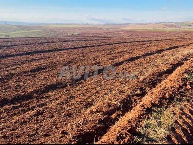Deux hectares titrés complets à 53 millions aux environs de Tiflet