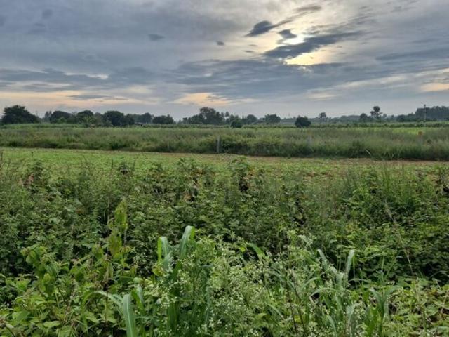 Devanahalli, North Bangalore 1 Acre Plot in Devanahalli Bangalore Listing ID: #10277