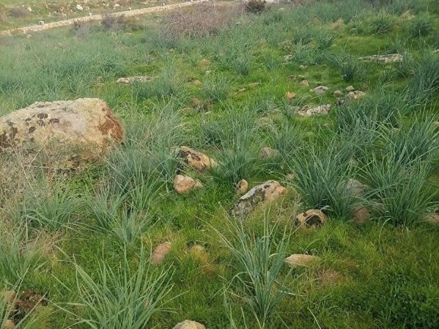 Devecioğlu Emlak Dan yola cephe harika konumda satılık tarla