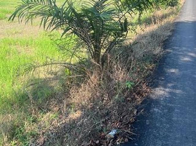 Development land facing mainroad between Bagan Serai and Parit Buntar