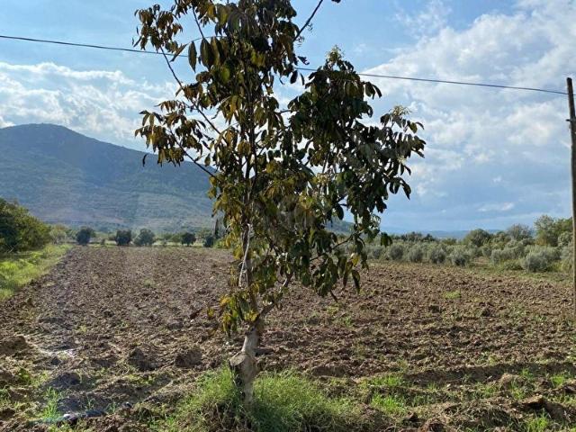 DİLEK EMLAK'TAN YOLA SIFIR 4430 M2 ARSA