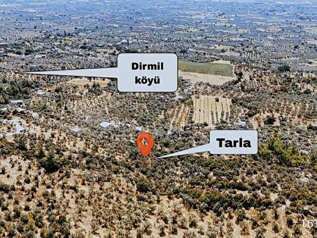 DİRMİL KÖYÜNDE TEK TAPU ZEYTİNLİK 1.279M2