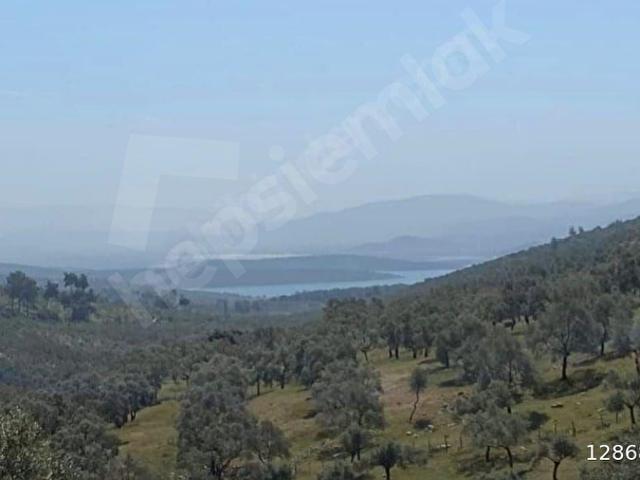 DIALOG MYRA dan MUĞLA KIYIKIŞLACIK ta EVYAPILABİLİR ZEYTİNLİK