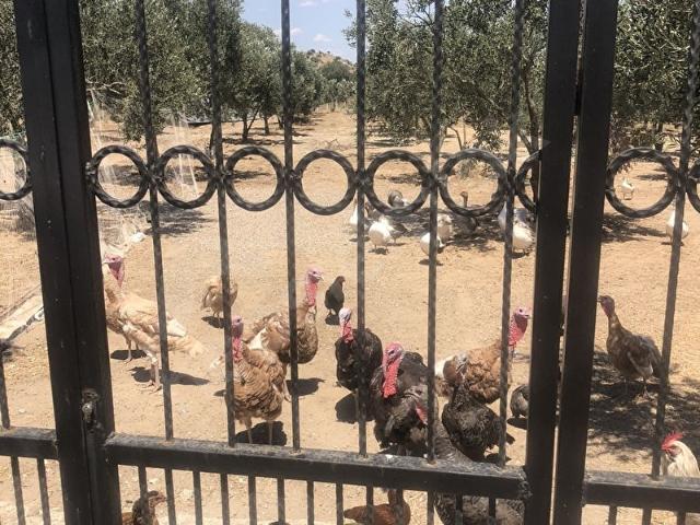 Dikili Demirtaş ta satılık çiftlik
