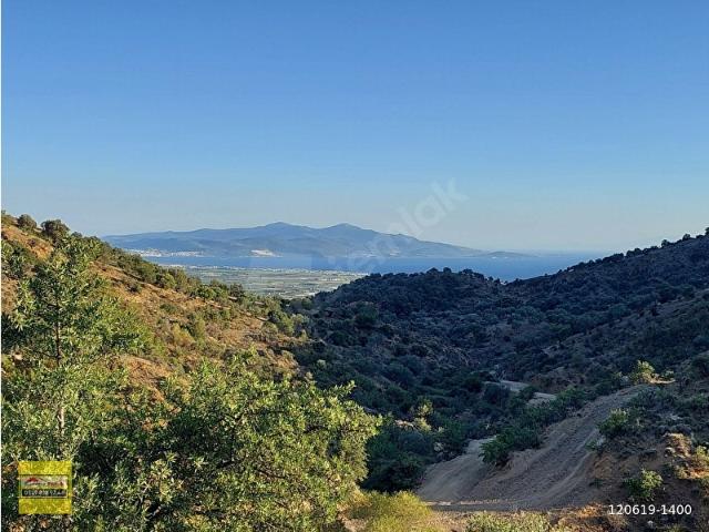 Dikili Eski Kıratlıda Satılık 778m2 Arsa Nitelik Avlulu Kargir Ev