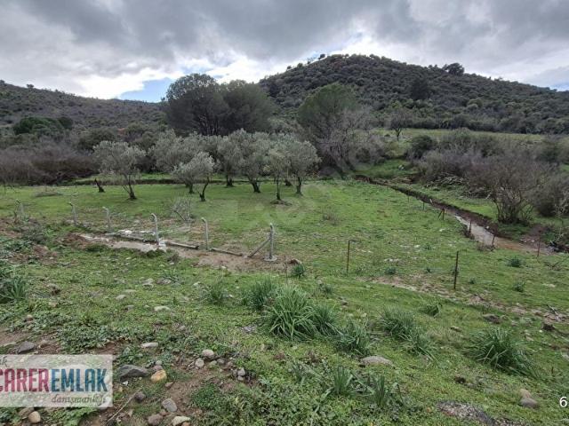 Dikili Kocaoba ve Kıroba Arasında Yol Cepheli Satılık Zeytinlik