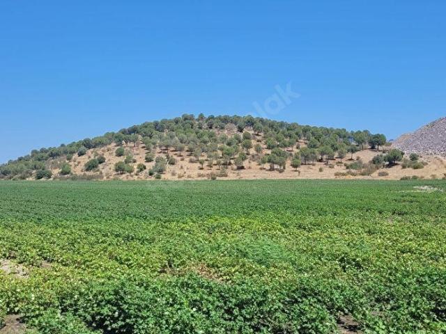 Dikili Jeotermal Bölgesin de OSB ye Komşu Satılık Arsa