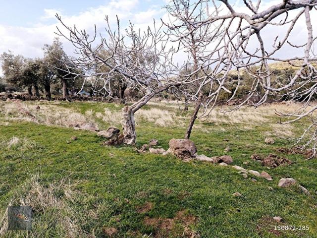 Dikili Merdivenli'de Deniz Gören Yola Sıfır Satılık Zeytinlik