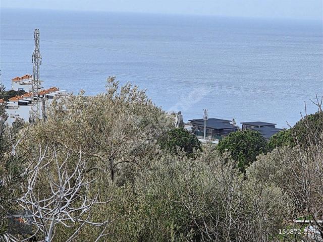 Dikili Yahşibey'de Deniz Manzaralı 1175m2 Satılık Zeytinli Tarla