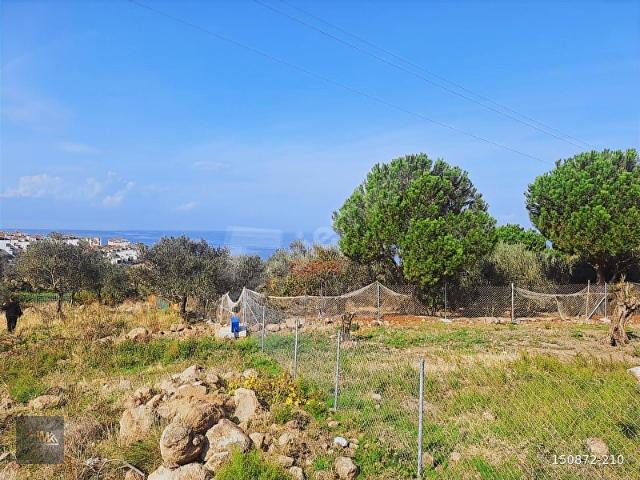 Dikili Yahşibey'de Full Deniz Manzaralı Satılık Zeytinli Tarla