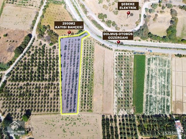 DOĞAKÖY'DE SATILIK 2946M2 KAYISI BAHÇESİ ANAYOLA CEPHELİ