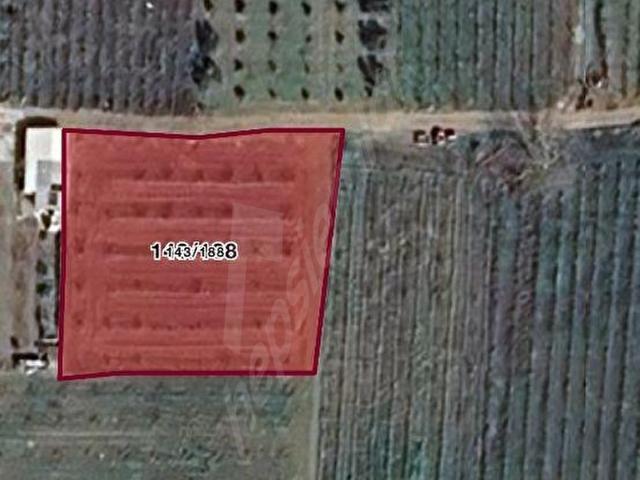 DOĞAYLA İÇ İÇE YAŞAM! MENEMEN HAYKIRANDA 1.541 M MÜSTAKIL TAPULU MEYVE BAHÇESI