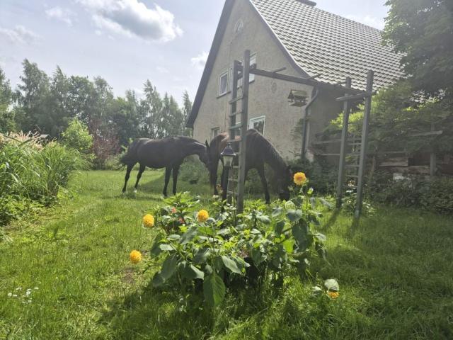 Dom 300 m², Runowo
