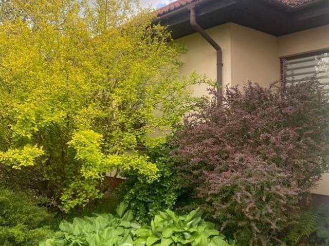 Dom na sprzedaż, Cienista