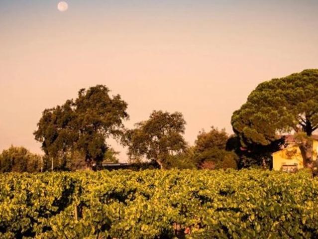 Domaine Viticole d’Exception au Cœur des Côtes de Provence