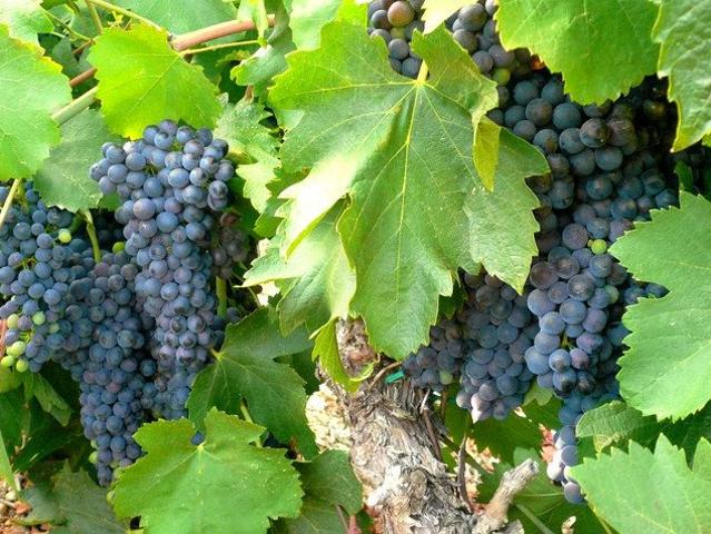 Domaine viticole de 110 ha proche de la mer