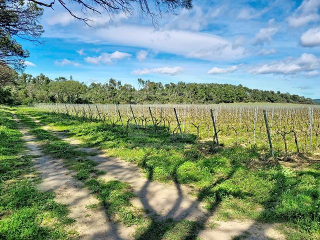 Domaine viticole d'exception au coeur du Minervois 150m² Tourouzelle