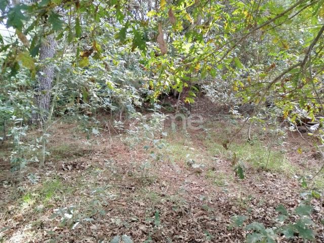 Dois lotes para construção com vários arvores de fruto, castalheiros